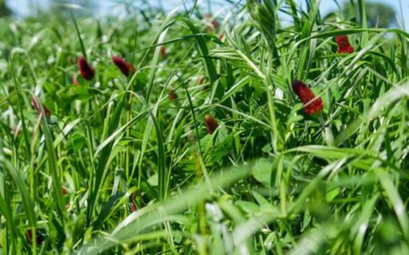 B&G-13 Poplon 2828 (1).jpg